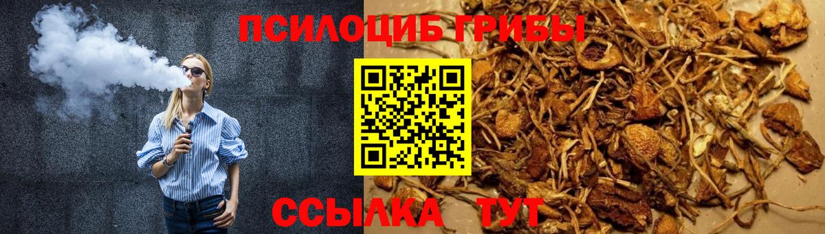 Псилоцибиновые грибы Psilocybe Свободный